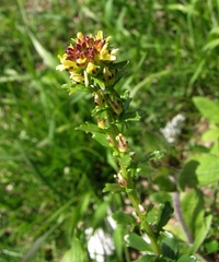 Barbarea bracteosa