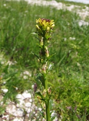 Barbarea bracteosa