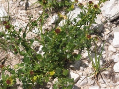 Barbarea bracteosa