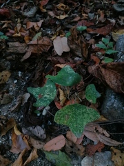 Passiflora viridiflora