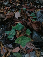 Passiflora viridiflora