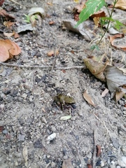 Eleutherodactylus pipilans