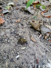 Eleutherodactylus pipilans