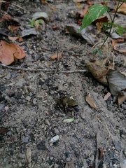 Eleutherodactylus pipilans