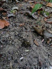 Eleutherodactylus pipilans