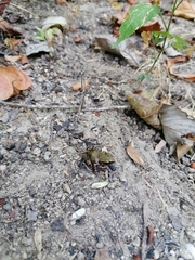 Eleutherodactylus pipilans