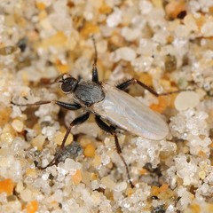 Chersodromia inusitata