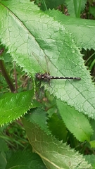 Gomphomacromia paradoxa