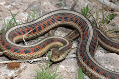 Common Garter Snake photo 1
