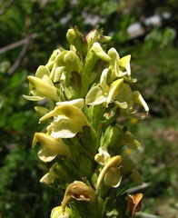 Pedicularis elongata