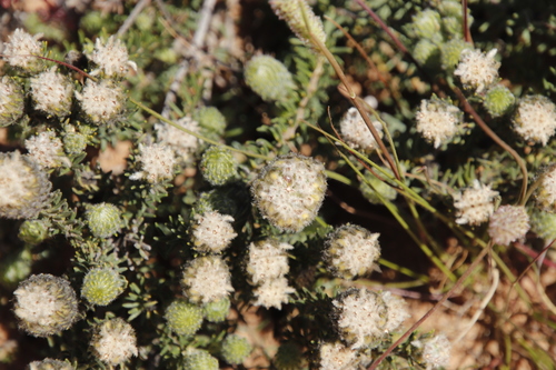 Phylica affinis (Phylica affinis)