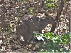 Osphranter bernardus