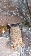 Oreotrochilus leucopleurus