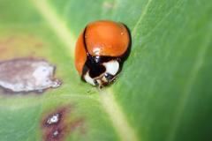Coelophora biplagiata