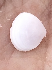 Abra aequalis