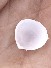 Abra aequalis