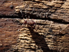 Ptenothrix italica