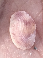 Semele bellastriata