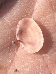 Semele bellastriata
