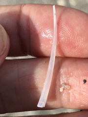Graptacme eborea