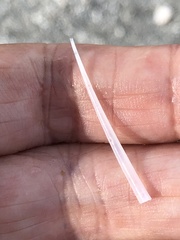 Graptacme eborea