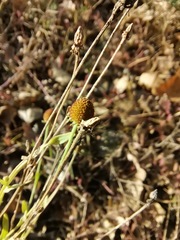 Helenium thurberi