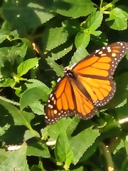 Danaus plexippus