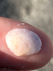 Semele bellastriata
