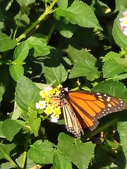 Danaus plexippus