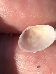 Semele bellastriata