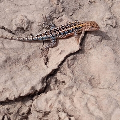 Liolaemus wiegmannii