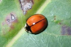 Coelophora biplagiata