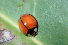 Coelophora biplagiata