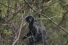 Trachypithecus selangorensis