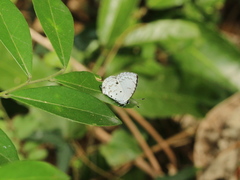 Megisba malaya sikkima