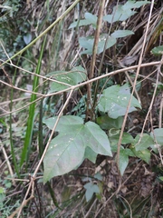Liquidambar formosana