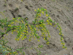 Berberis iberica