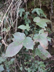 Liquidambar formosana