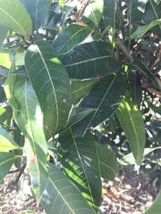 Oecophylla smaragdina
