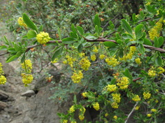 Berberis iberica