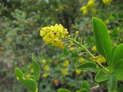 Berberis iberica
