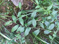 Veronicastrum caulopterum