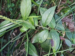 Veronicastrum caulopterum