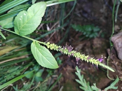 Veronicastrum caulopterum