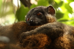 Eulemur collaris