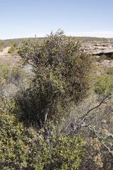 Phylica oleifolia