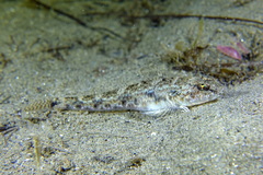 Sand Goby photo 4
