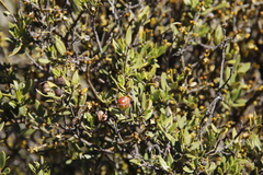 Phylica oleifolia