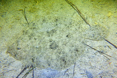 Scophthalmus rhombus