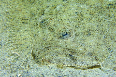 Scophthalmus rhombus